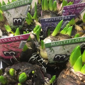 HYACINT MULTI MIX K:10CM x8