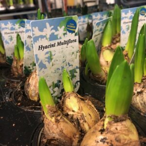 HYACINT MULTI VIT K:9CM x12