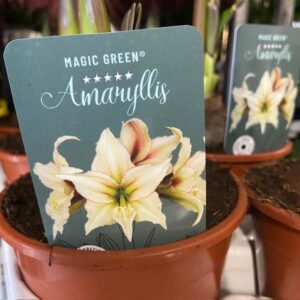 AMARYLLIS MAGIC GREEN K:14CM x7