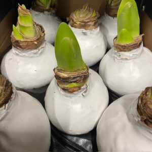 AMARYLLIS VAXAD VIT x6