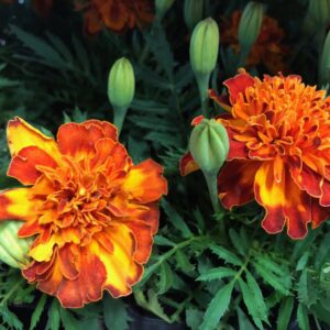 TAGETES K:9CM x18