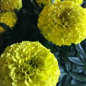 TAGETES STORBLOM DK K:12CM x10