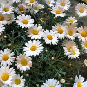MARGUERITE STAM x3