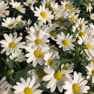 MARGUERITE DK x14