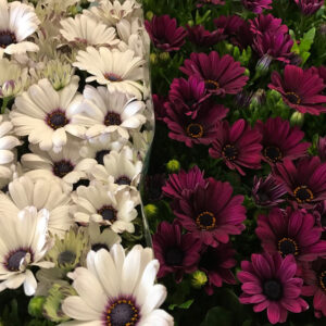 OSTEOSPERMUM AFRIK MARGUERITE SV x15