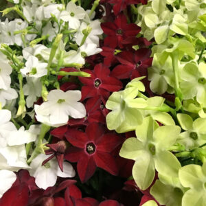TOBAKSBLOMMA x12