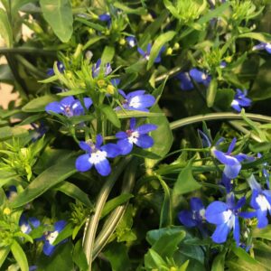 LOBELIA PENDULA BLÅ x8