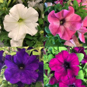 PETUNIA VANLIG/STORBLOM x24