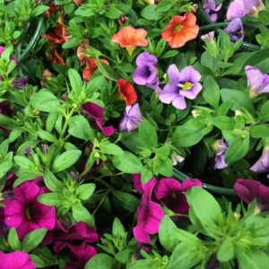 PETUNIA SMÅBLOM x24