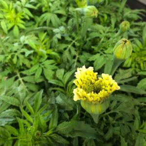 TAGETES 6-P