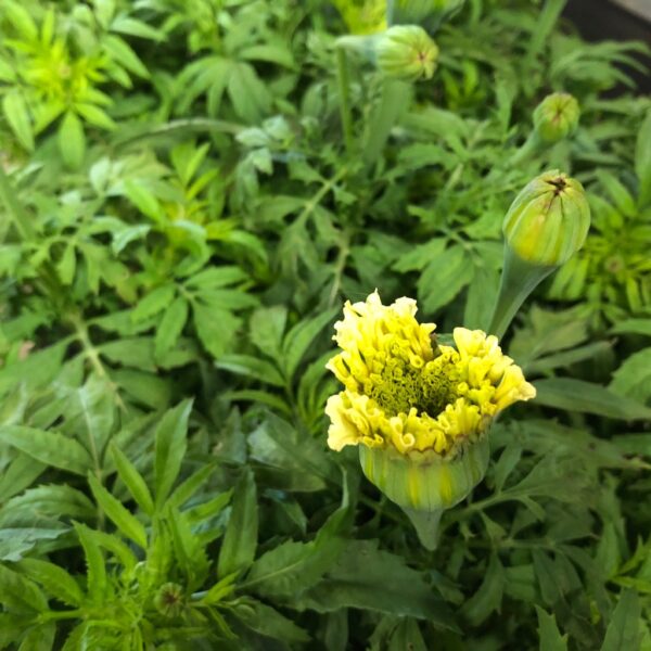 TAGETES 6-P