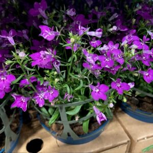 LOBELIA ROSA/LILA FRILLESÅS x8