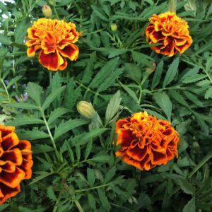 TAGETES K:12CM FRILLE x8