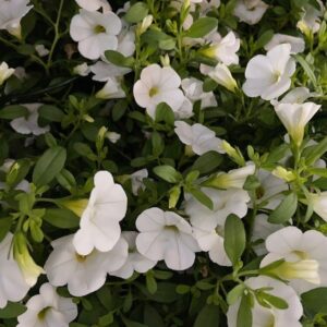 PETUNIA MILLION BELLS ARVID x6
