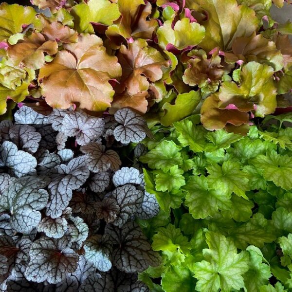 HEUCHERA ARVID x6