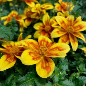 BIDENS MIX DK x10