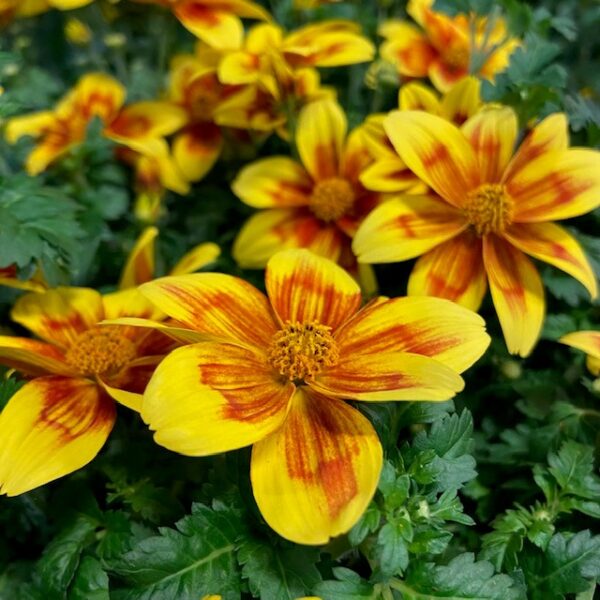 BIDENS MIX DK x10