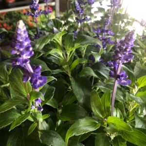 SALVIA FARINACEA BLÅ FRILLESÅS x12