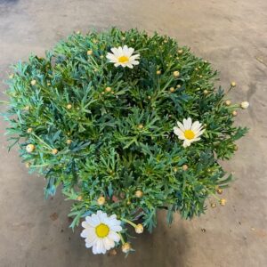 MARGURIT K:19CM FRILLESÅS