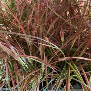 PENNISETUM FIREWORKS FRILLESÅS x8