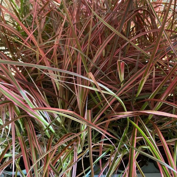 PENNISETUM FIREWORKS FRILLESÅS x8
