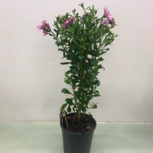 OSTEOSPERMUM STAM H:60-70CM