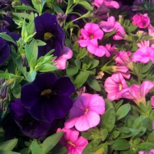 PETUNIA MILLION BELLS MIX 12CM x8