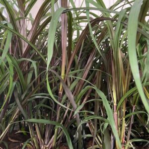PENNISETUM VEVEY/RUBRUM FRILLESÅS x8