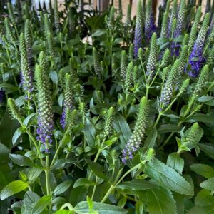 VERONICA SPICATA ARVID K:14CM x7