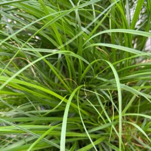 PENNISETUM HAMELN K:17CM x6