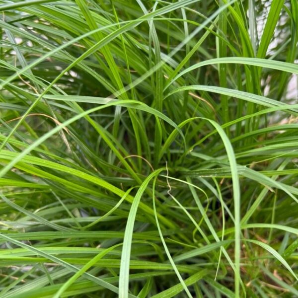 PENNISETUM HAMELN K:17CM x6