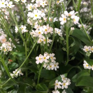 MYOSOTIS VIT K:10,5CM x12