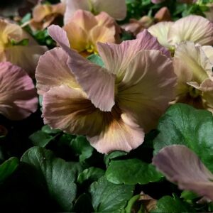 PENSEE PEACH SHADES APRIKOS x24