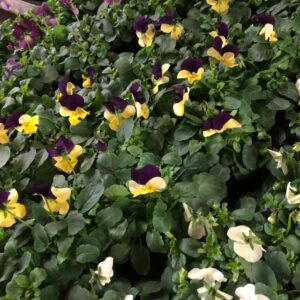 PENSEE SMÅBLOM K:10,5CM x15