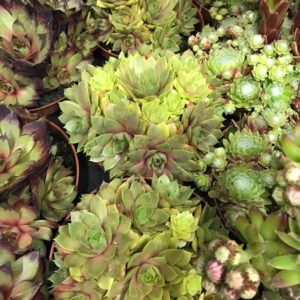 SEMPERVIVUM MIX K:8CM x16