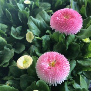 BELLIS MÖRKROSA/CERIS K:10,5CM x12