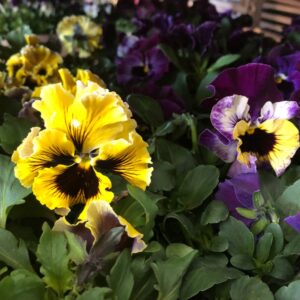 PENSEE FRIZZLE SIZZLE ÅRETS K:9CM x24