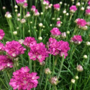 ARMERIA RÖD K:12CM x12