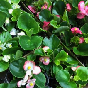 ISBEGONIA 6-P