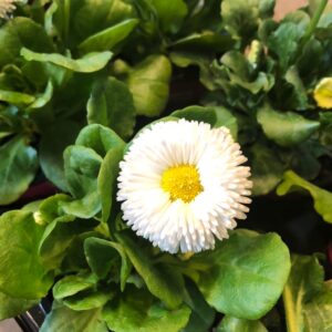 BELLIS VIT K:11CM x8