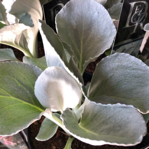 SENECIO ANGEL WINGS x8