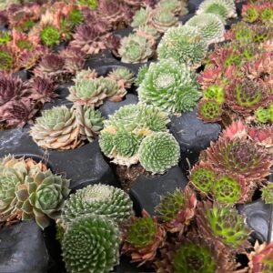 SEMPERVIVUM PLUGG MINI x40