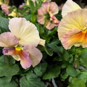 PENSEE PEACH SHADES PREMIUM K:12CM x12