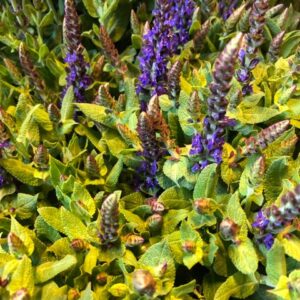 SALVIA NEMOROSA BLÅ x10