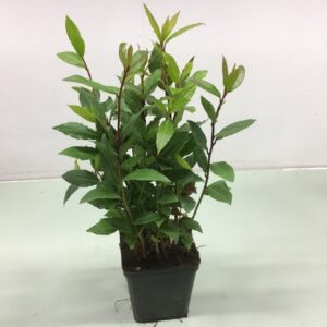 LAGERBLAD LAURUS K:10CM x11