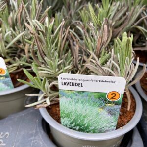 LAVANDULA EDELWEISS PERENN SV K:11CM x14