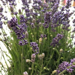 LAVANDULA BLÅ/LILA DK K:11 x14
