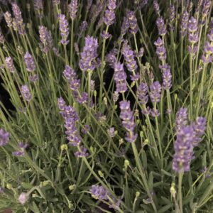LAVANDULA ANGUSTIFOLIA K:14CM x8
