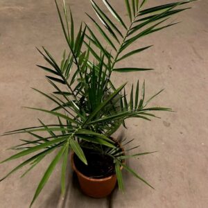 PALM PHOENIX CANAR K:17CM H:60-70CM