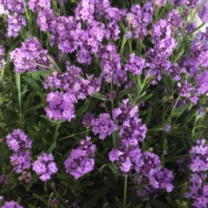 LAVANDULA TUMBELINA 11CM x8